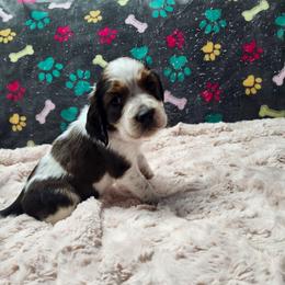 Candycane (Now Annie) - Liver white and tan female English Springer Spaniel puppy in Westover, Maryland from Sterling's springer Haven