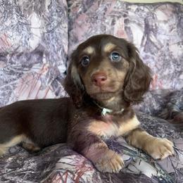Dewey - Chocolate and cream male Dachshund puppy in Gray, Louisiana from EB's Cajun Lil' Doxies