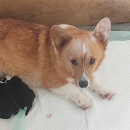 Mela - Pembroke Welsh Corgi