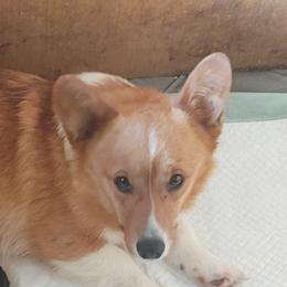 Mela - Pembroke Welsh Corgi