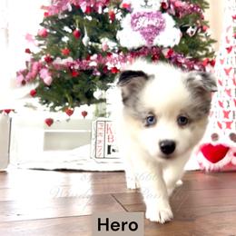 Hero - Merle male Pomsky puppy in Long Grove, Illinois from Windy City Pomsky