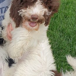Girl 1 - Poodle puppy in Nibley, Utah from Angel Breed Solutions