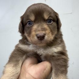Red Tri male 1 - Red tri-color male Miniature American Shepherd puppy in Prunedale, California from 4MLA STABLES