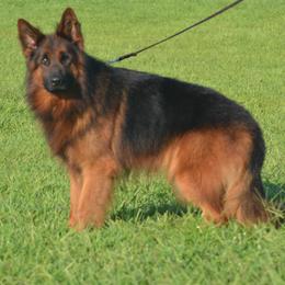 Boy 1 - Black and red German Shepherd puppy in Chrisney, Indiana from Indiana German Shepherds