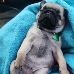 Pugs from Little Okie Pugs