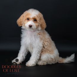 Miss Pink - Caramel red female Labradoodle puppy in Travelers Rest, South Carolina from Doodles of Love Labradoodles