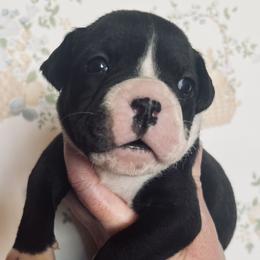 7 - female Alapaha Blue Blood Bulldog puppy in Grafton, Ohio from Eclipse Alapaha Kennels