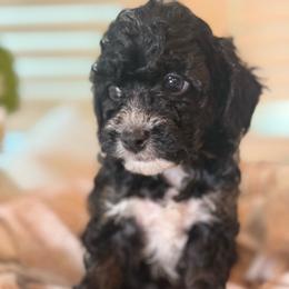 Coral - Merle female Cockapoo puppy in Saint Louis, Missouri from Jax Doodles