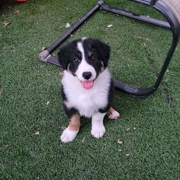 Penguin - Tri-color male Border Collie puppy in Morgan, Texas from Shooting Star Ranch