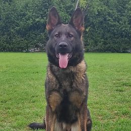 Buba - German Shepherd