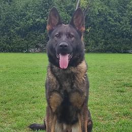 Buba - German Shepherd