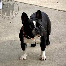 OTTI - French Bulldog