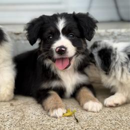 Black and white girl - Black & white female Toy Australian Shepherd puppy in Nickelsville, Virginia from Pecan Creek