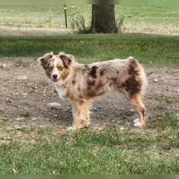 Bella - Toy Australian Shepherd