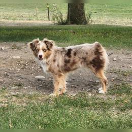 Bella - Toy Australian Shepherd