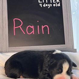 Girl 3 - Black tri-color Australian Shepherd puppy in Gowen, Michigan from XA AUSTRALIAN SHEPHERDS
