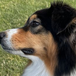 Gracie - Australian Shepherd