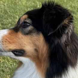 Gracie - Australian Shepherd