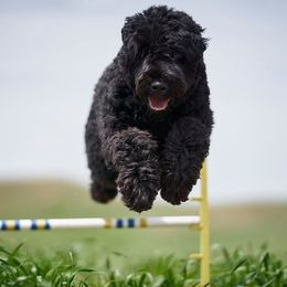 Black Russian Terrier All Grown Up from Starry Night Black Russian Terriers