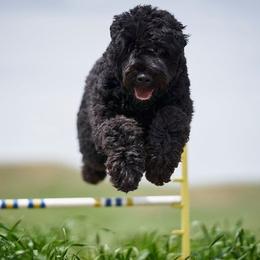 Black Russian Terrier All Grown Up from Starry Night Black Russian Terriers
