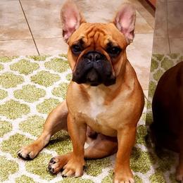 French Bulldog Puppies from Legend French Bulldogs