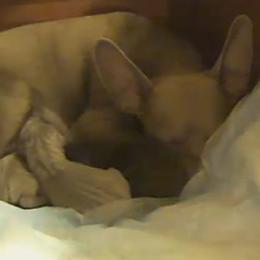 Girl 1 - Blue and tan female Miniature Pinscher puppy in Morrow, Ohio from Lucy’s Min Pin