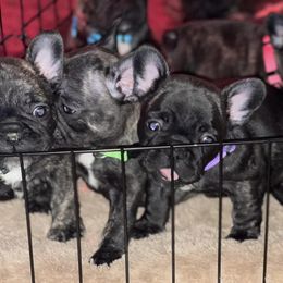 French Bulldogs from Dieguez Frenchies crew