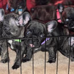 French Bulldogs from Dieguez Frenchies crew