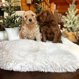 Goldendoodle Puppies from Lundee Doodles