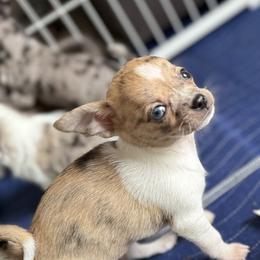 Chihuahua Puppies from Cloud9 Chihuahuas