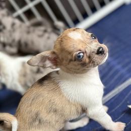 Chihuahua Puppies from Cloud9 Chihuahuas