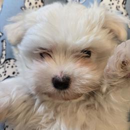 George - White male Maltese puppy in Carthage, Missouri from Cooley's Cuddle Pups
