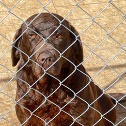Sophi - Labrador Retriever