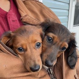 Buddy - Brindle male Dachshund puppy in Vermilion, Ohio from Dueck Dachshunds