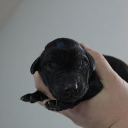 Golden Retriever and Labrador Retriever Puppies from Trenlock Kennels