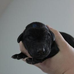 Golden Retriever and Labrador Retriever Puppies from Trenlock Kennels