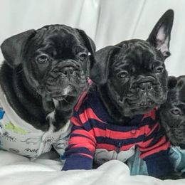 French Bulldogs from TC Squared Ranch