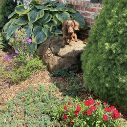Dachshund All Grown Up from Sarah Linsenmeyer
