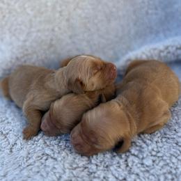 Boy 1 - Golden male Golden Retriever puppy in Salt Lake City, Utah from Deseret Peak Goldens