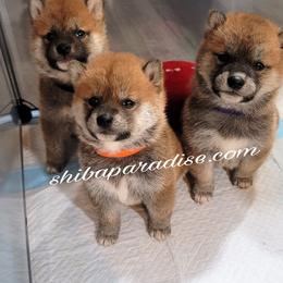 Shiba Inu Puppies from Shiba Paradise