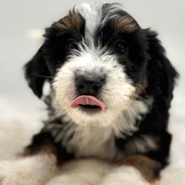 Girl 3 - Tri-color female Bernedoodle puppy in Montverde, Florida from Central Florida Bernedoodles