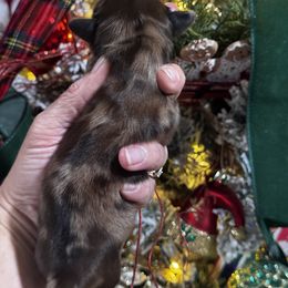 Dachshund Puppies from Buzzard kreek Kennels