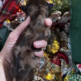 Dachshund Puppies from Buzzard kreek Kennels