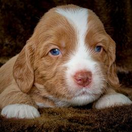 Romanoff - Apricot male Australian Labradoodle puppy in Stanwood, Washington from Victoria Creek Australian Labradoodles