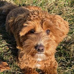 Jelly - Goldendoodle