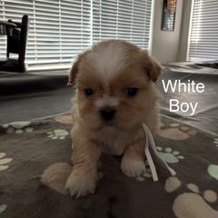 White Boy - Gold and white male Shorkie puppy in San Tan Valley, Arizona from Great Mates