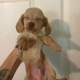 Thor - Dapple male Dachshund puppy in Conroe, Texas from Dots Dachshunds