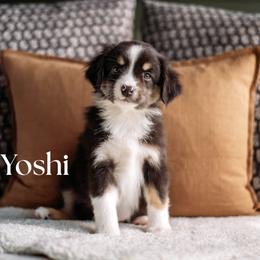 YOSHI - Black tri male Miniature American Shepherd puppy in Puyallup, Washington from FERGI’S GEMINI MAS