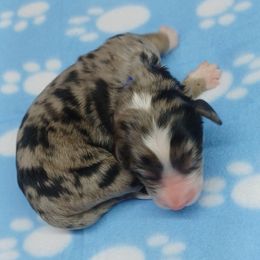 Chief Navy - Blue merle male Bernedoodle puppy in Delphos, Ohio from Route 66 Poodles & Doodles, Sapphire Shih-tzu's of Ohio