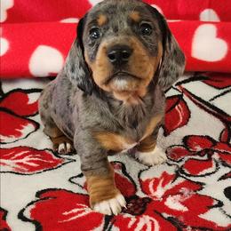 Rudolf - Dapple male Dachshund puppy in Anaconda, Montana from Williams Family Dachshunds